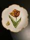 Anna Weatherley Porcelain China - Rare Hand Painted Old Master Tulips Pattern