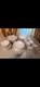 Auntic bone china dinnerware set 47 pieces